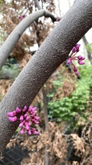 Cercis siliquastrum