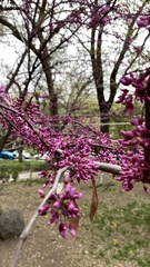 Cercis siliquastrum