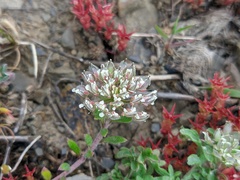 Alyssum umbellatum