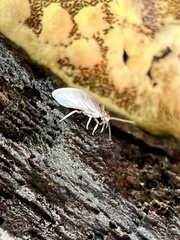 Coniopteryginae