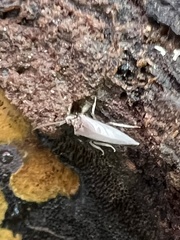 Coniopteryginae