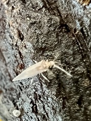 Coniopteryginae