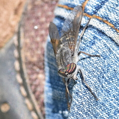 Tabanus quatuornotatus