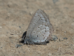 Celastrina asheri