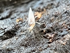Coniopteryginae