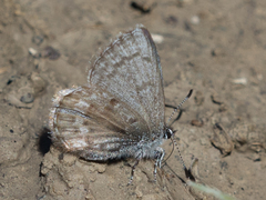 Celastrina asheri