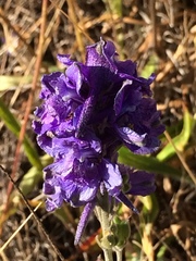 Delphinium decorum