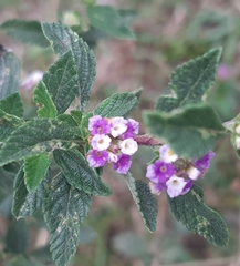 Lippia suffruticosa