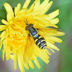 Chrysotoxum elegans