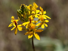 Epidendrum xanthinum