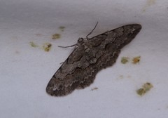 Iridopsis vellivolata