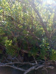 Metrosideros angustifolia