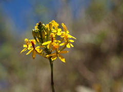 Epidendrum xanthinum