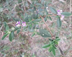 Lippia suffruticosa