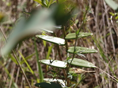Epidendrum xanthinum