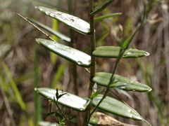 Epidendrum xanthinum