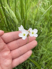 Cardamine pratensis