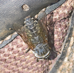 Tabanus quatuornotatus