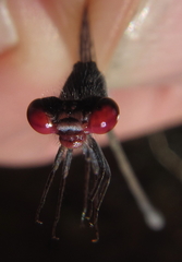 Pseudagrion sublacteum