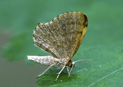 Euchoeca nebulata