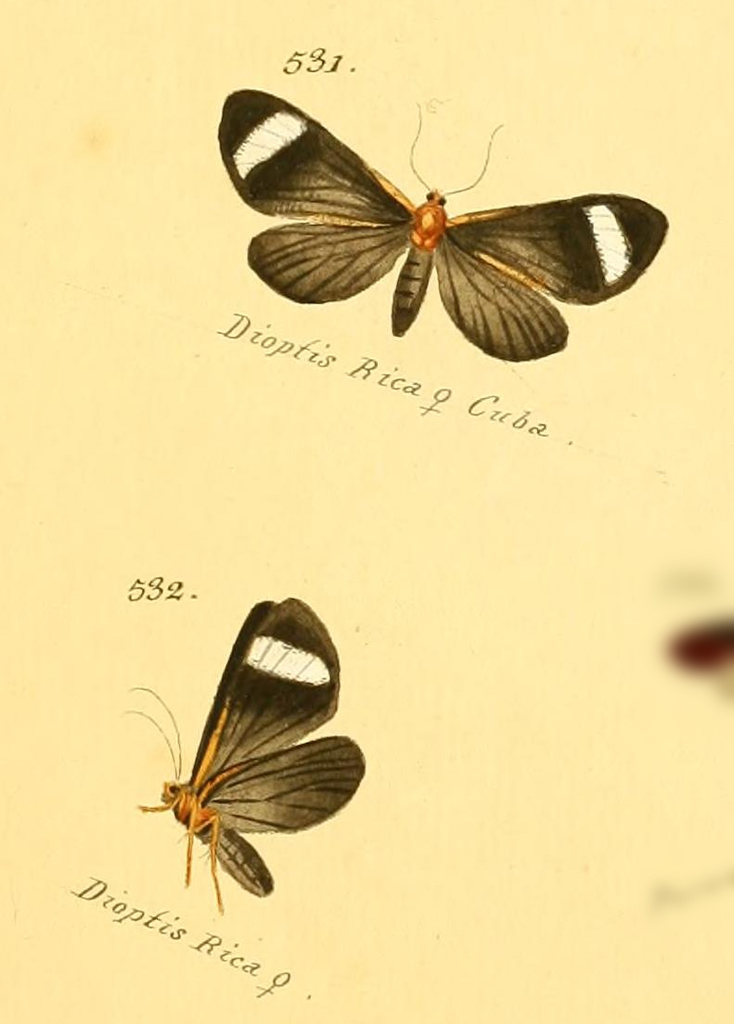 Hyalurga rica