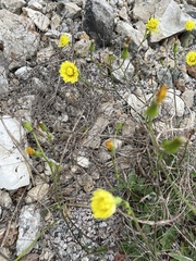 Crepis pulchra