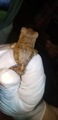 Charuplaya Treefrog photo 2