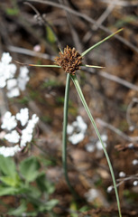 Cyperus sharonensis
