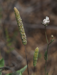 Phleum subulatum
