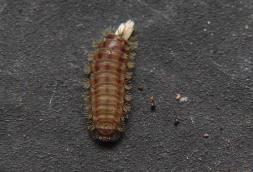 Bristly Millipede, Pennsylvania, US, photo 6 of 10