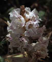 Orobanche crenata