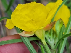 Oenothera berlandieri pinifolia