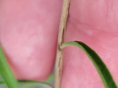Oenothera berlandieri pinifolia