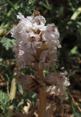 Orobanche crenata