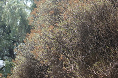 Sedum praealtum