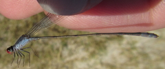 Pseudagrion sublacteum