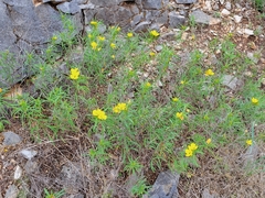Oenothera berlandieri pinifolia