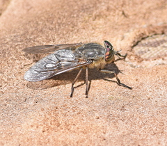Tabanus quatuornotatus