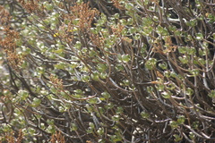 Sedum praealtum