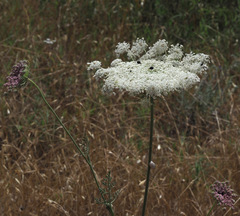Daucus carota