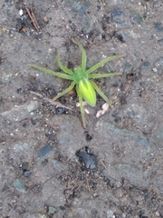 Micrommata virescens