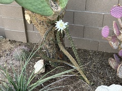 Peniocereus greggii