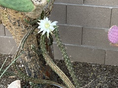 Peniocereus greggii