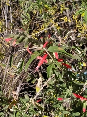Salvia haenkei