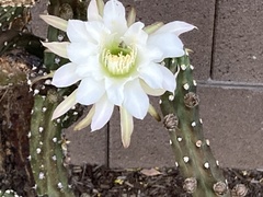 Peniocereus greggii