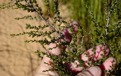 Cliffortia brevifolia