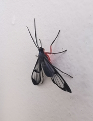 Mesothen caeruleicorpus