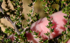 Cliffortia brevifolia
