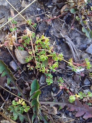 Oxalis bisfracta (Oxalis bisfracta)