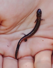 Plethodon cinereus image